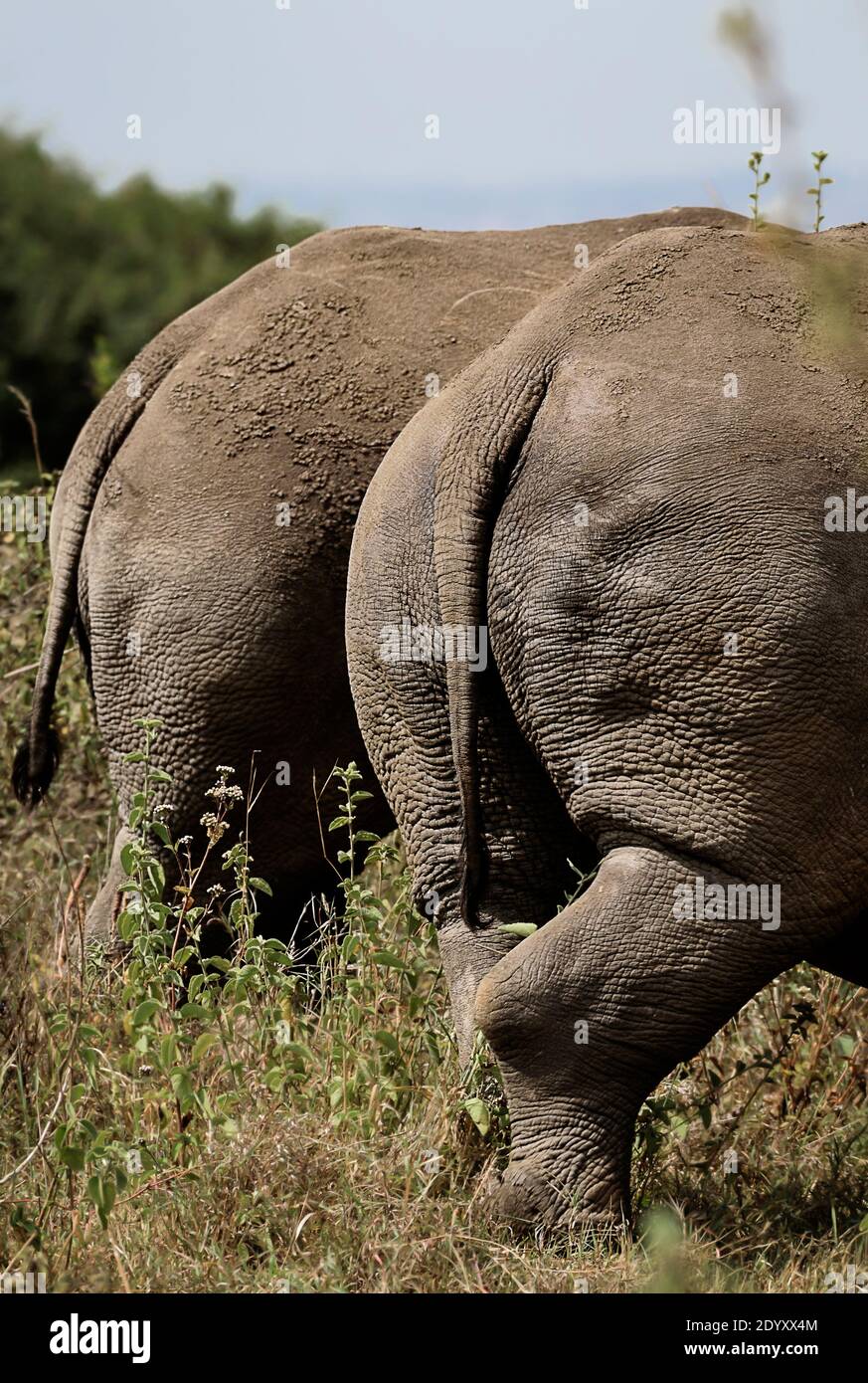 Nalgas de Rhino, Parque Nacional de Nairobi, Kenia Foto de stock