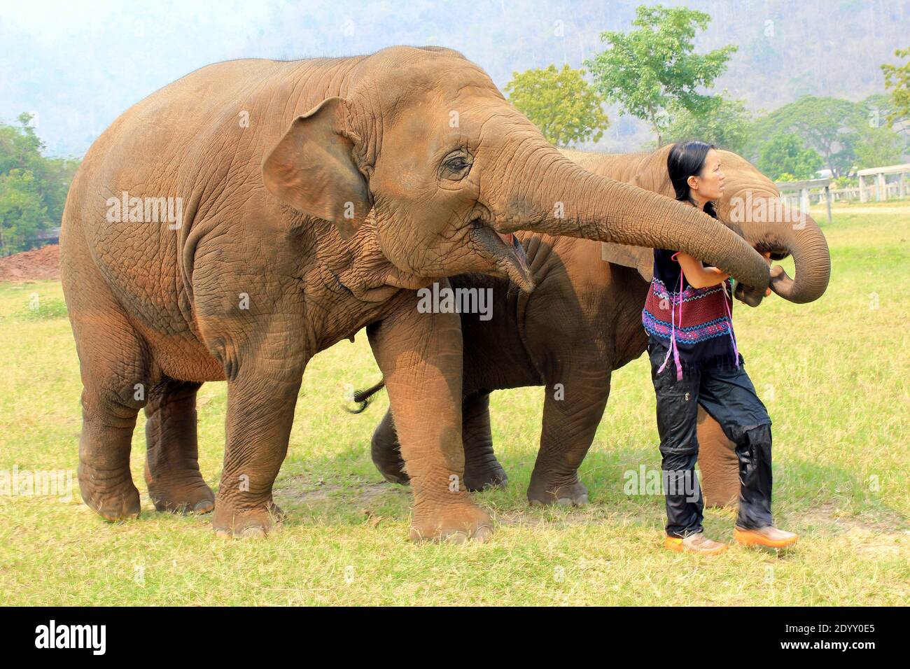 Los elefantes tailandeses rescatados con Lek Chailert - fundador de Elephant Parque Natural Tailandia Foto de stock