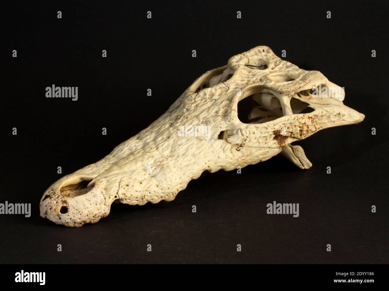 El cráneo de un cocodrilo juvenil del Nilo de 4 a 5 años de edad. Una