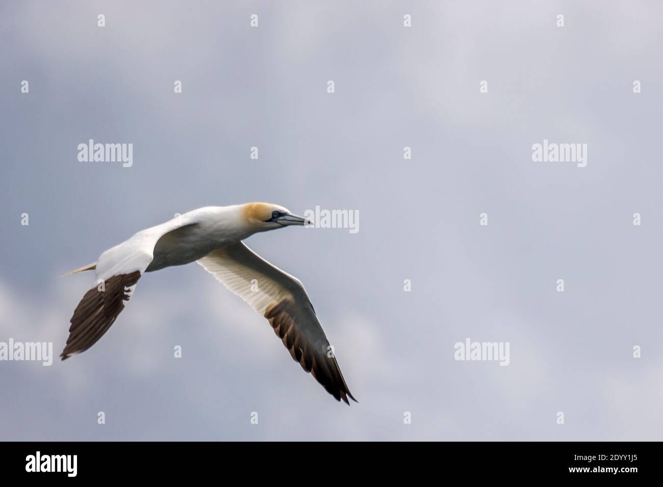 Gannet volando en el Minch, Escocia, Reino Unido Foto de stock