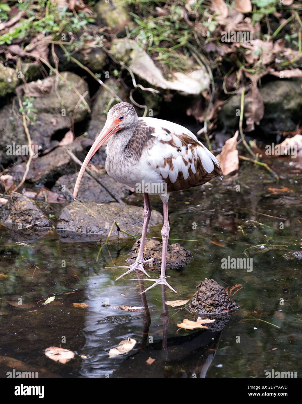 Blanco Ibis pájaro juvenil primer plano vista de perfil junto al agua con fondo borroso mostrando plumas marrones plumaje, en su hábitat. Imagen Ibis. Foto de stock