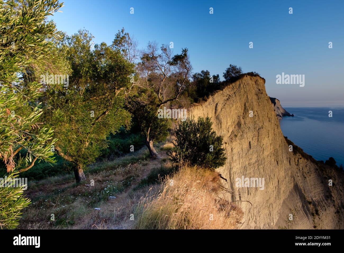 Majestuosas colinas de Corfú cubiertas por antiguos olivos Foto de stock
