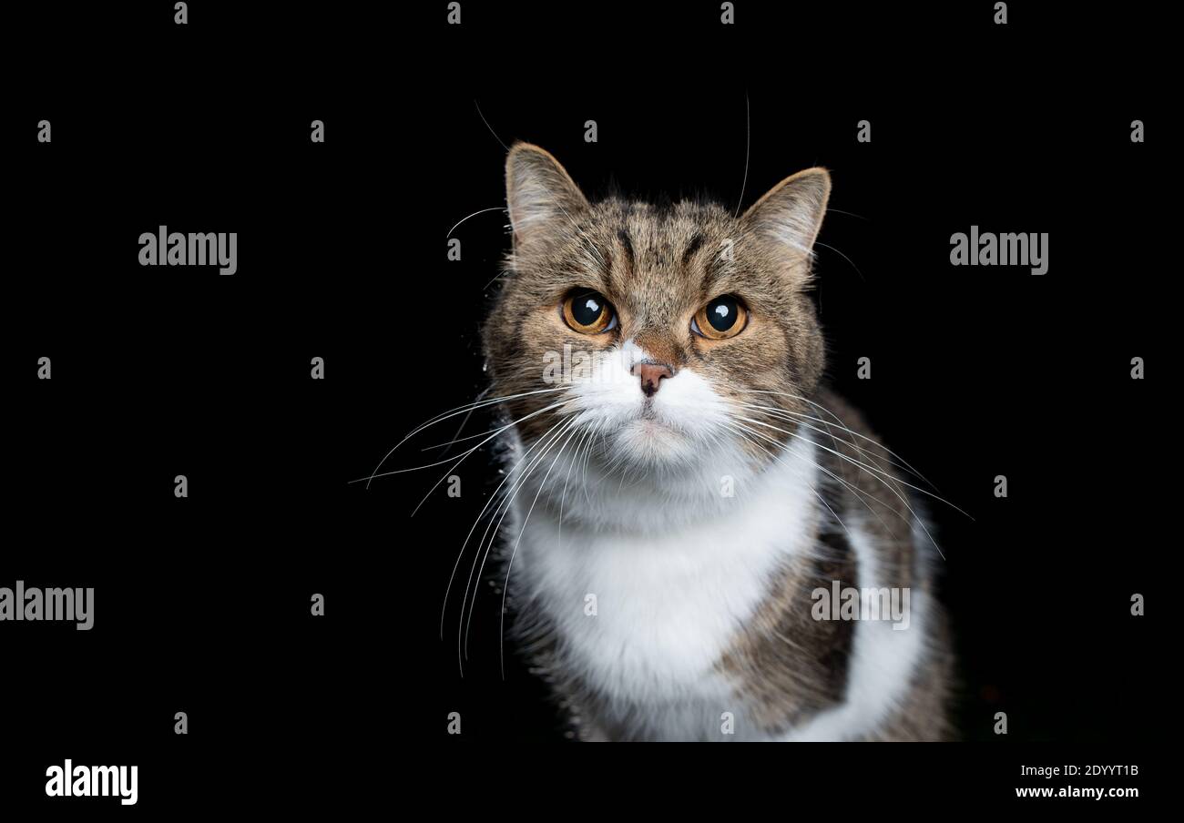 estudio retrato de un gato británico tabby blanco shortair mirando la cámara aislada sobre fondo negro Foto de stock
