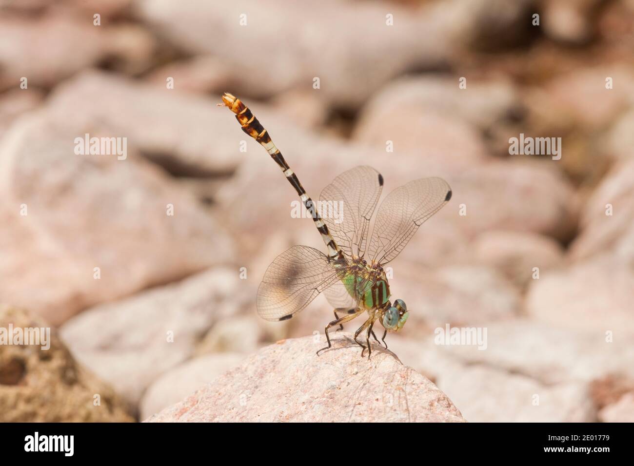 Serpent Ringtail Dragonfly macho, Erpetogomphus lampropeltis, Gomphidae. Foto de stock