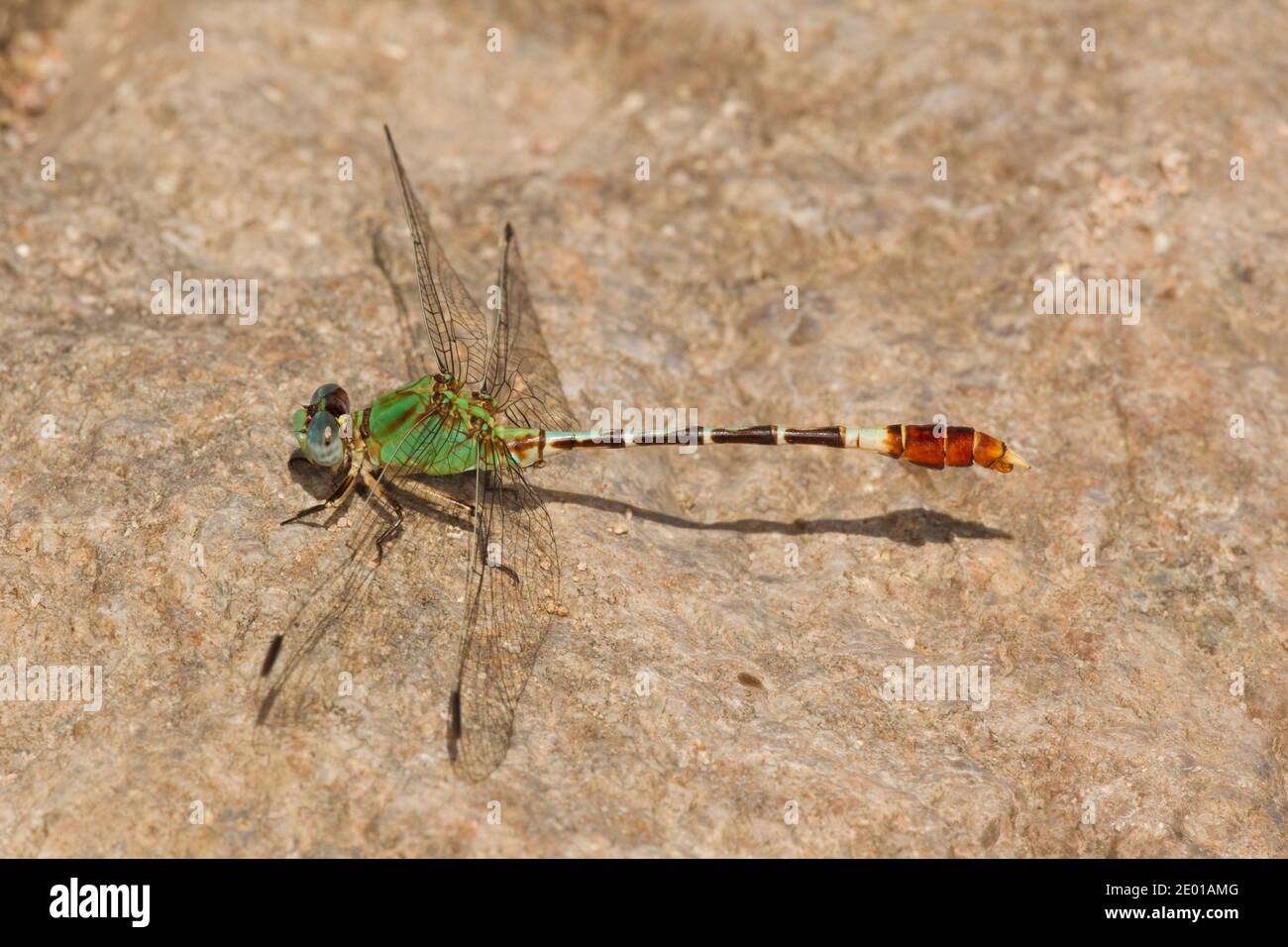 Ringtail de punta recta Dragonfly macho, Erpetogomphus elaps, Gomphidae. Foto de stock