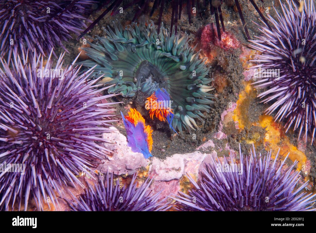 El shawl español nudibranch rodeado de erizos de mar Foto de stock