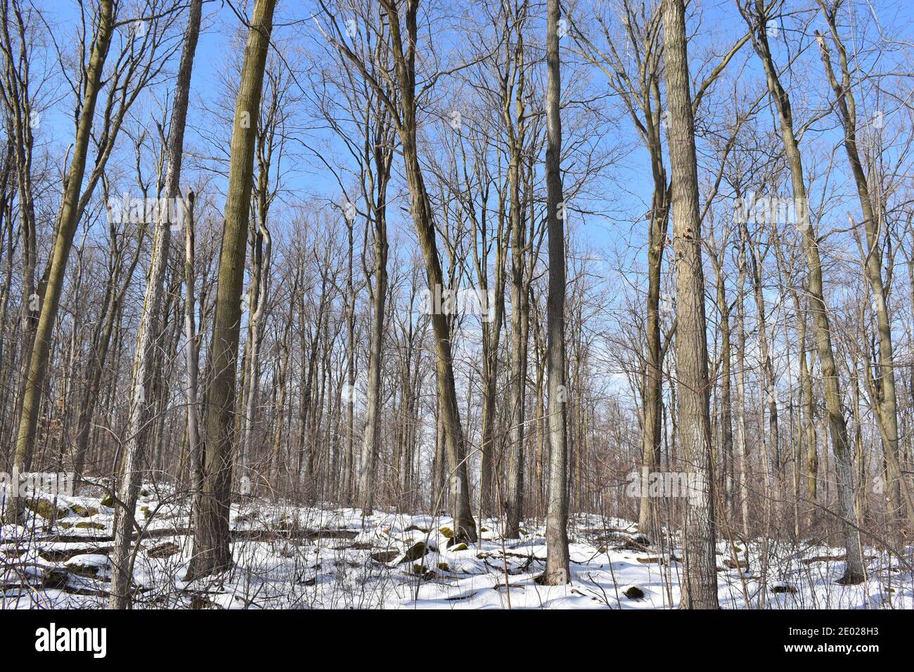 Caminar por un bosque en un cálido día de invierno Foto de stock