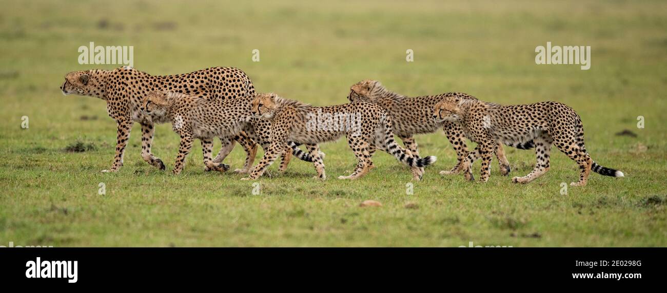 Kenia, África, Reserva Masai Mara, guepardo con cachorros. Foto de stock