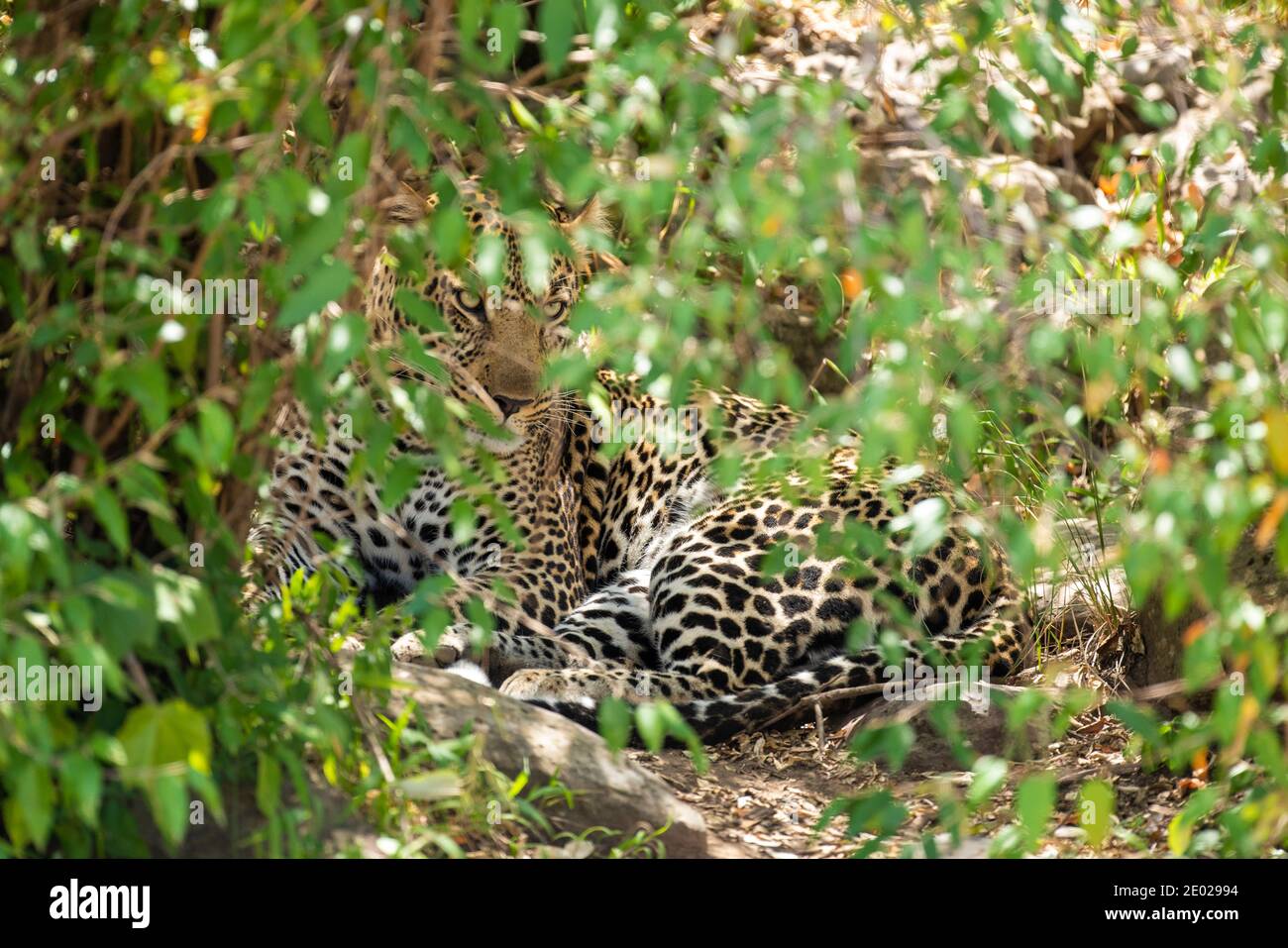 Kenia, África, Reserva Masai Mara, leopardo escondidos matorrales. Foto de stock