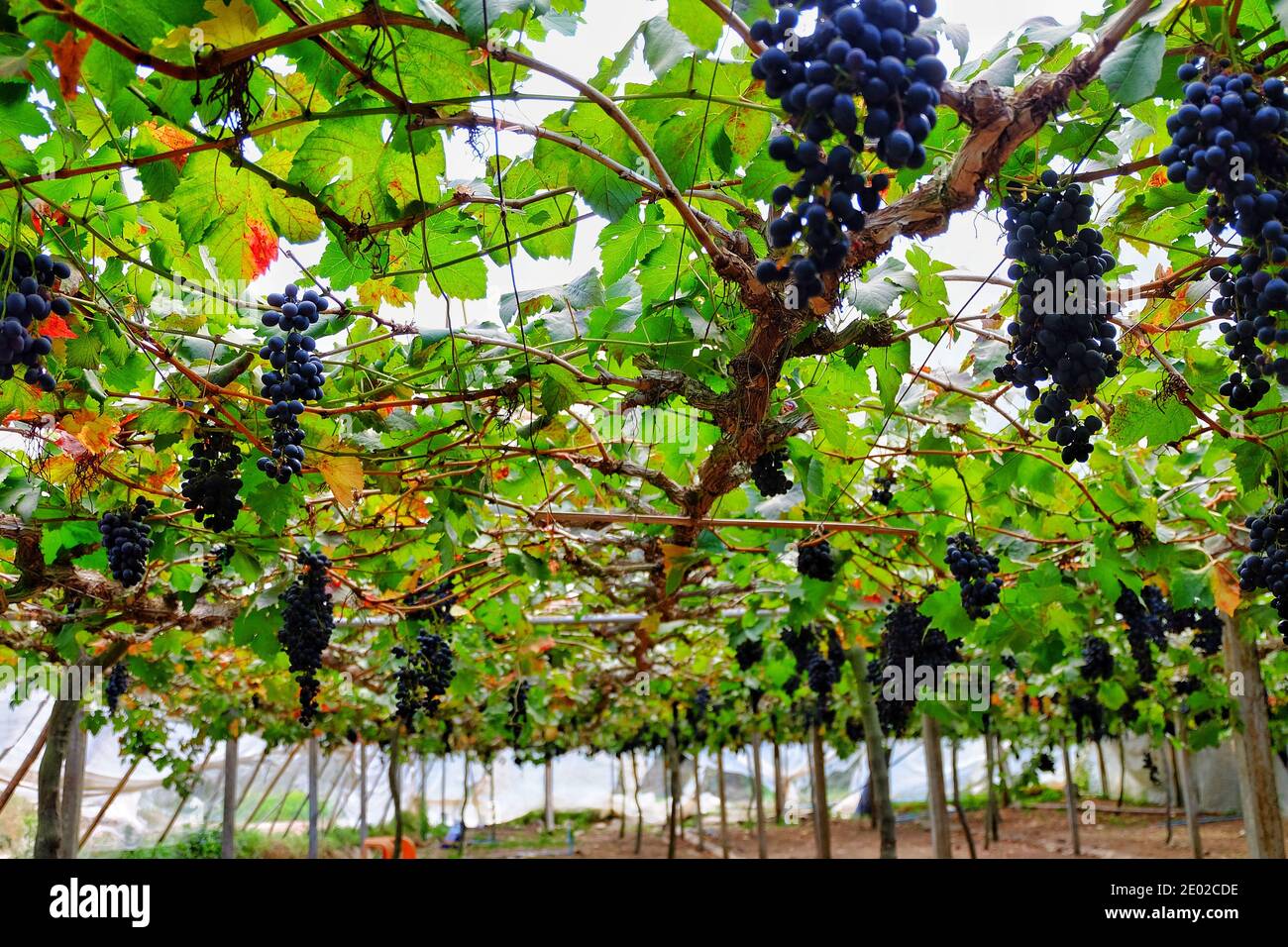 Parra de uva sin semilla fotografías e imágenes de alta resolución - Alamy