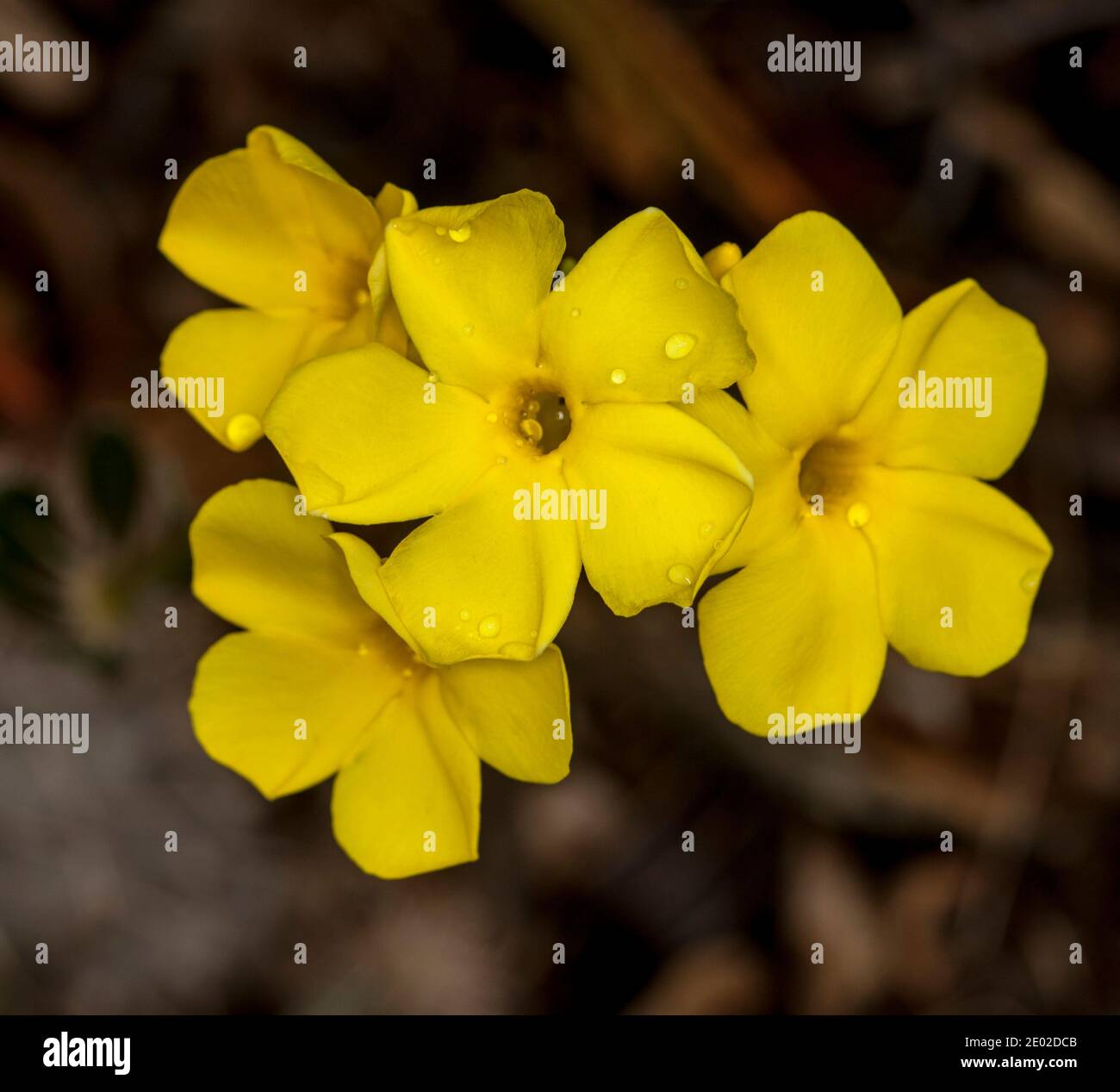 Racimo de flores amarillas vivas de Pachypodium densiflorum, una planta suculenta tolerante a la sequía, sobre un fondo marrón oscuro Foto de stock