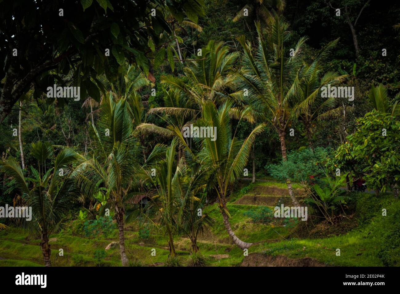 Palmeras en Jatiluwih Rice Terrace en un nublado oscuro día después de la lluvia Foto de stock