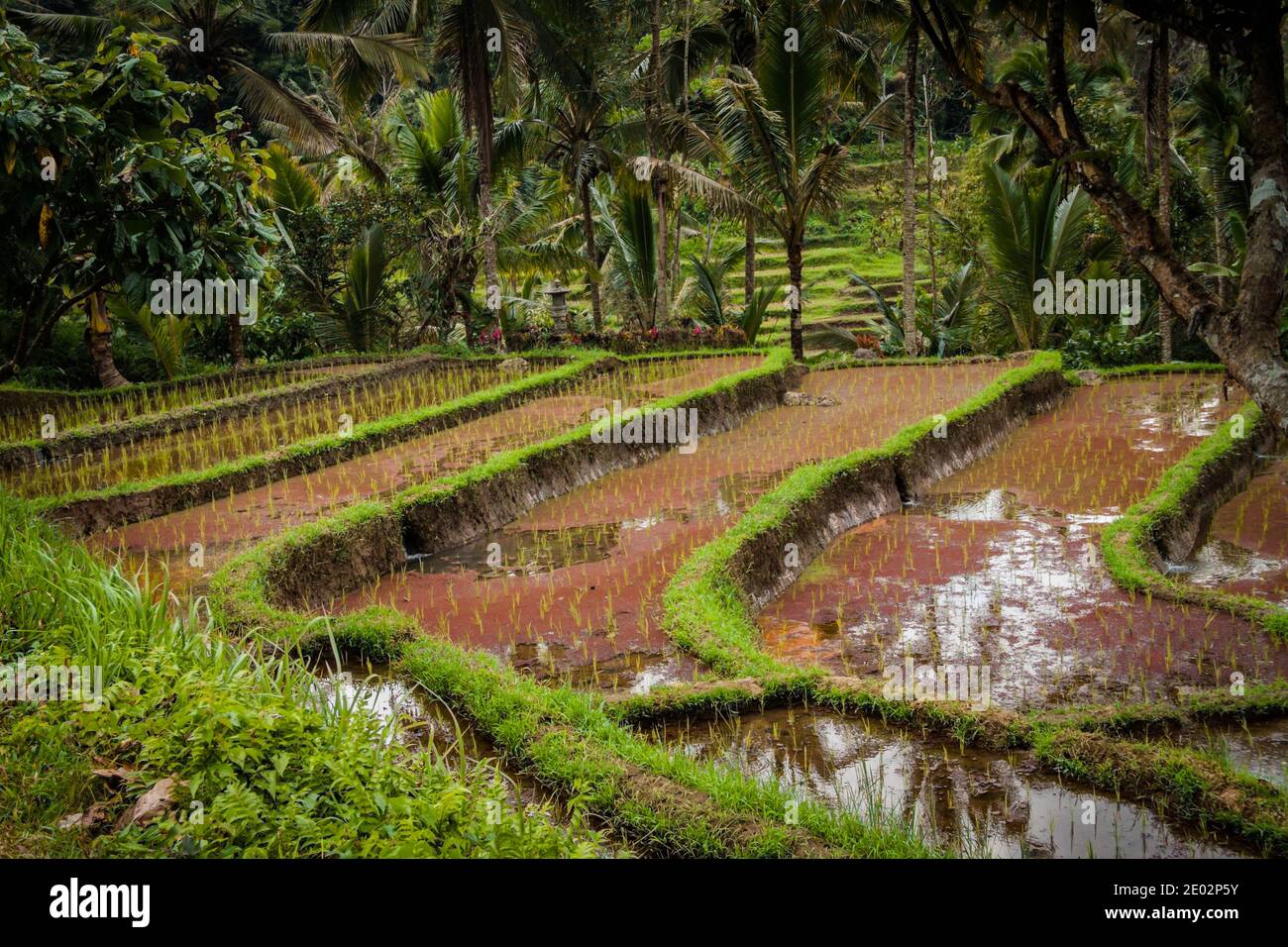 Sistema tradicional de riego Subak en Jatiluwih Rice Terrace en Bali Foto de stock