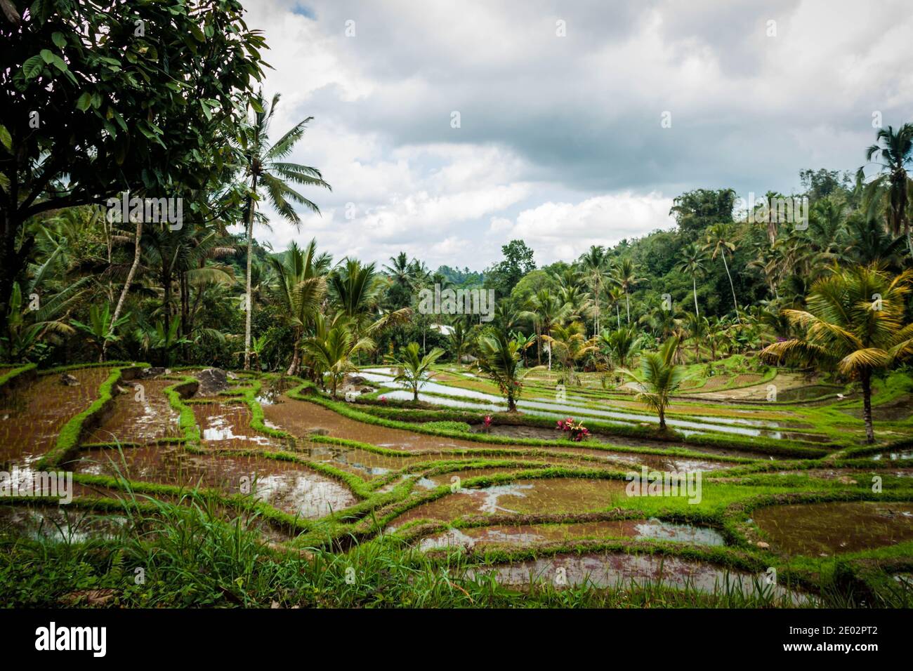Imagen angular de los arrozales en Jatiluwih Rice Terraza en Bali Foto de stock