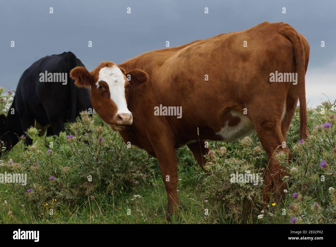 Vaca, toro, montañas en el fondo. Foto de stock
