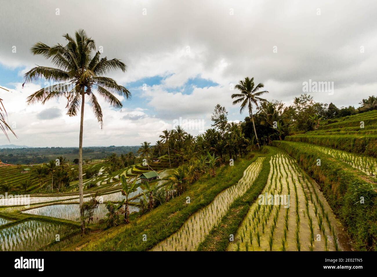 Arrozales en Jatiluwih Rice Terrace en Bali Foto de stock