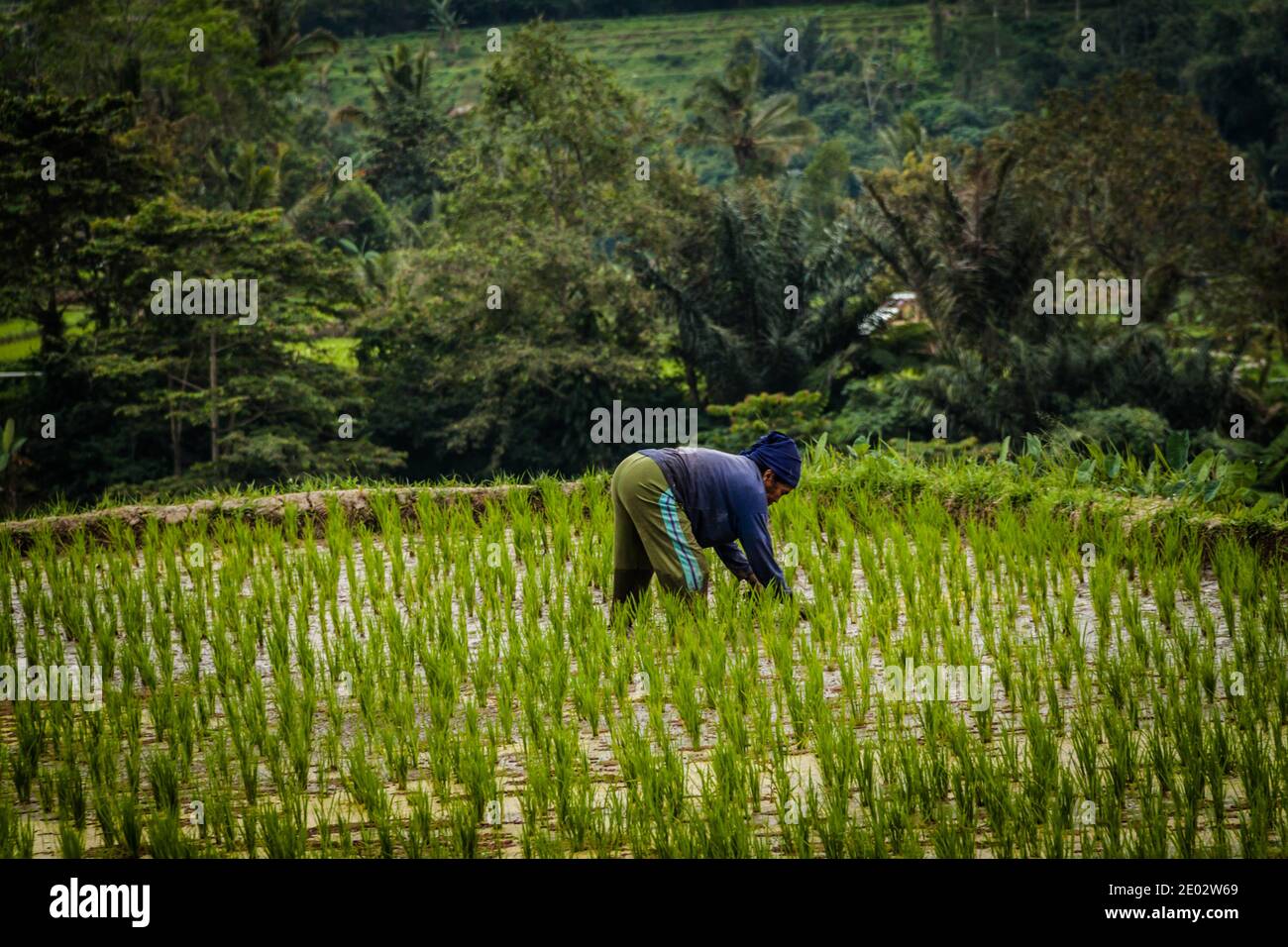 La campesina de arroz femenino se está doblando y quitando la hierba en Jatiluwih Rice Terrace en Bali Foto de stock