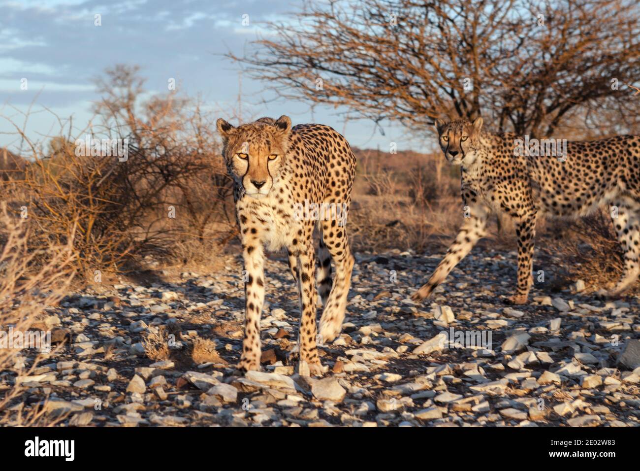 Cheetah subadulta masculina, Acinonyx jubatus, Cuenca del Kalahari, Namibia Foto de stock