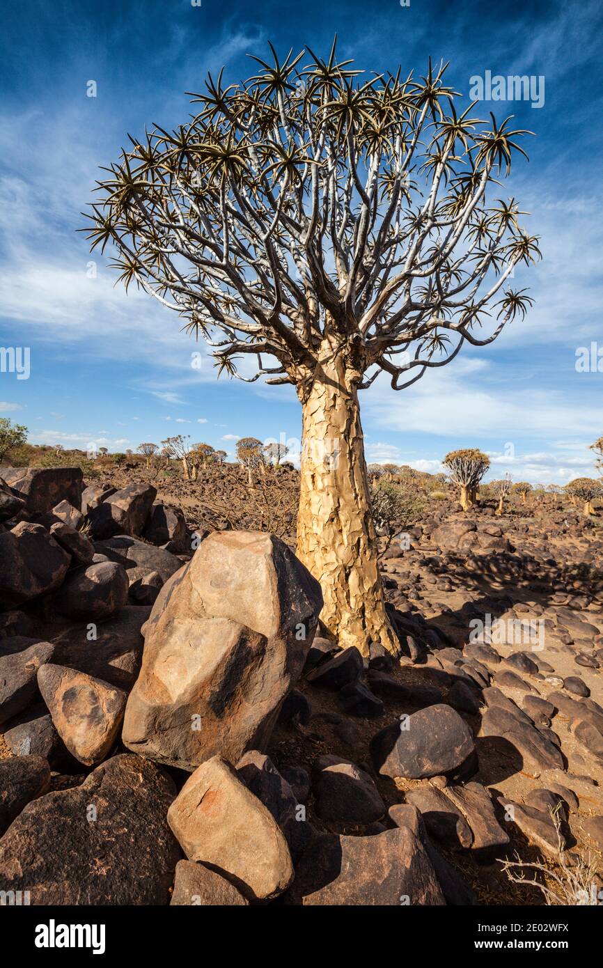 Impresiones del Bosque Quivertree, Aloidendron dichotomum, Keetmanshoop, Namibia Foto de stock