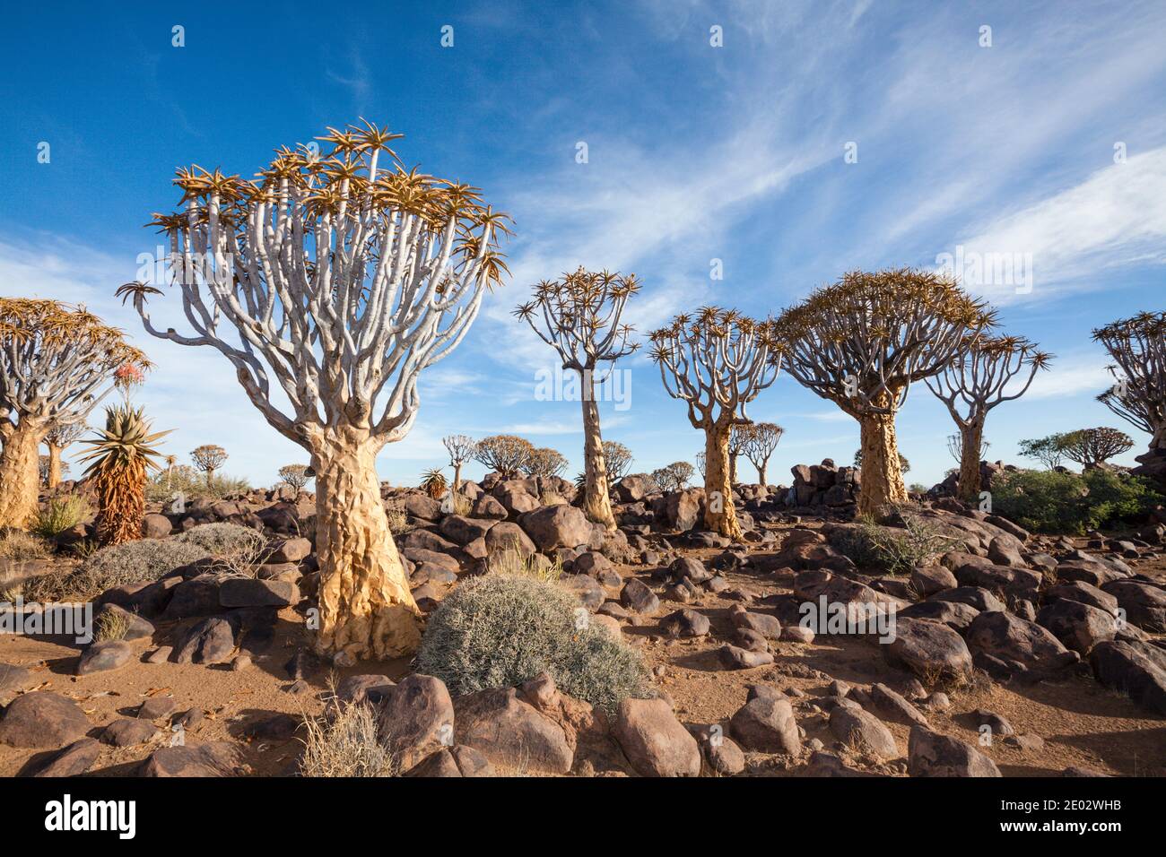 Impresiones del Bosque Quivertree, Aloidendron dichotomum, Keetmanshoop, Namibia Foto de stock