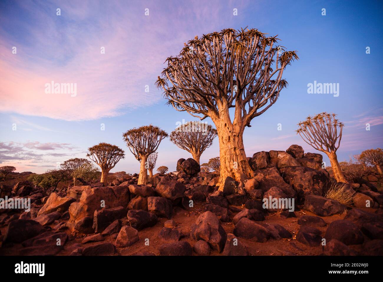 Bosque Quivertree en Sunset, Aloidendron dichotomum, Keetmanshoop, Namibia Foto de stock