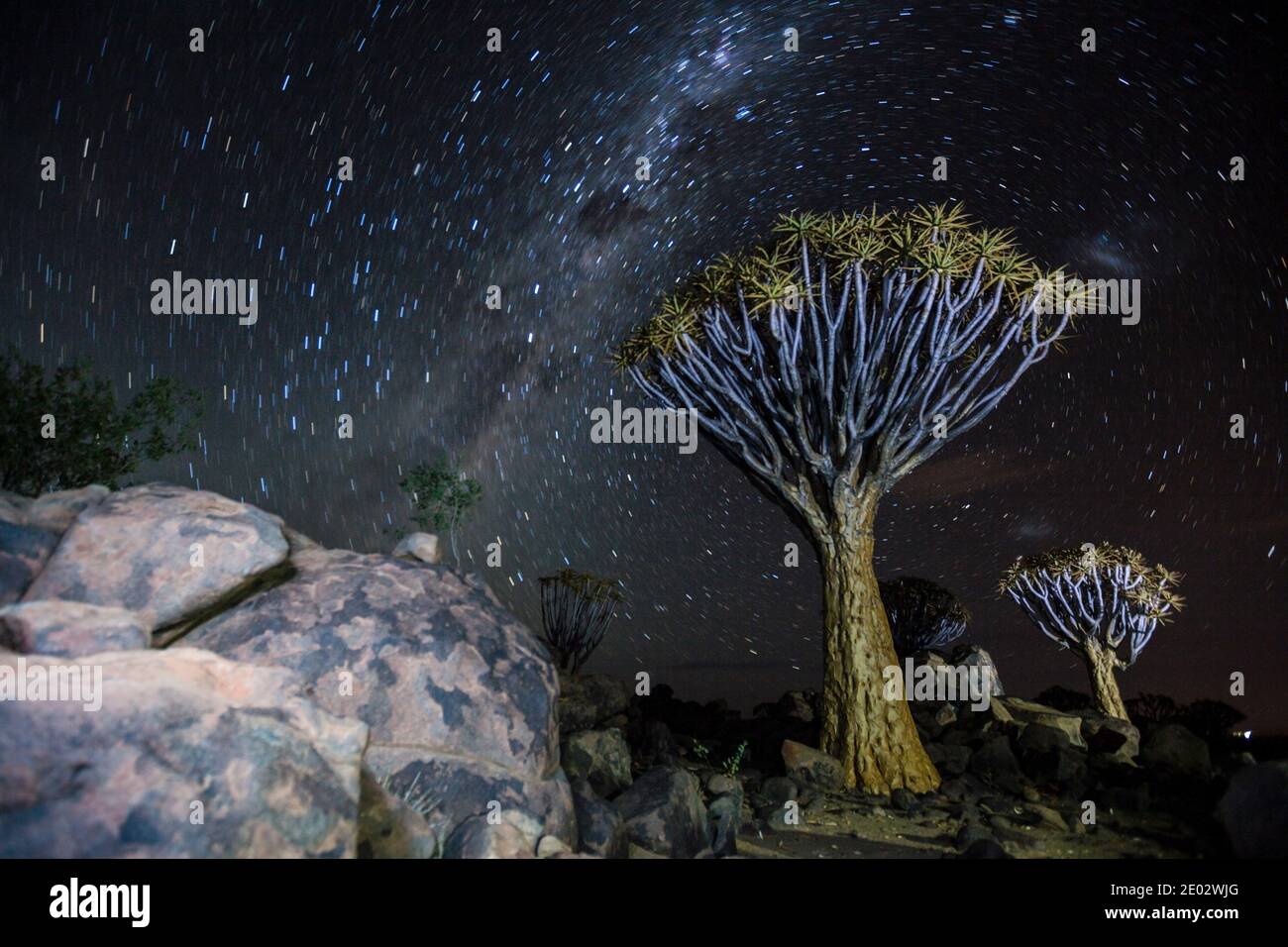 Vía Láctea sobre el bosque de Quivertree por la noche, Aloidendron dichotomum, Keetmanshoop, Namibia Foto de stock