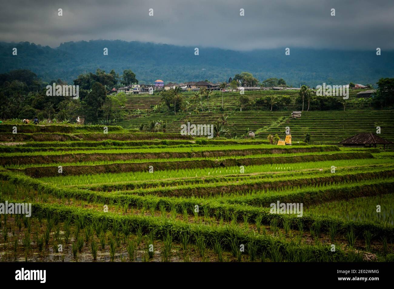 Jatiluwih Rice Terrace en un día lluvioso y nublado Foto de stock