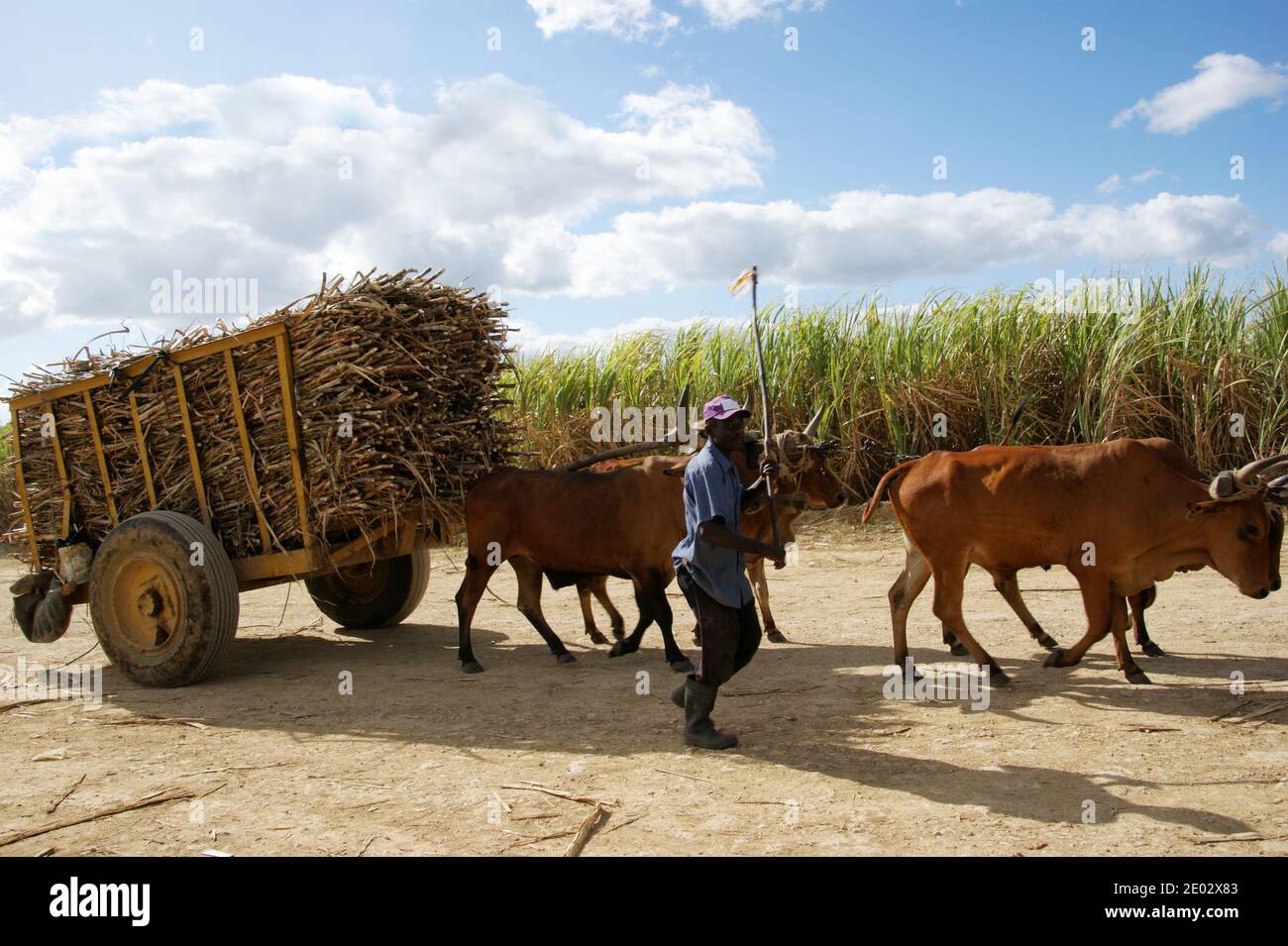 Un campesino está transportando caña de azúcar en un carro dibujado por bueyes para los trabajadores. Bayahibe, la Romana, República Dominicana Foto de stock