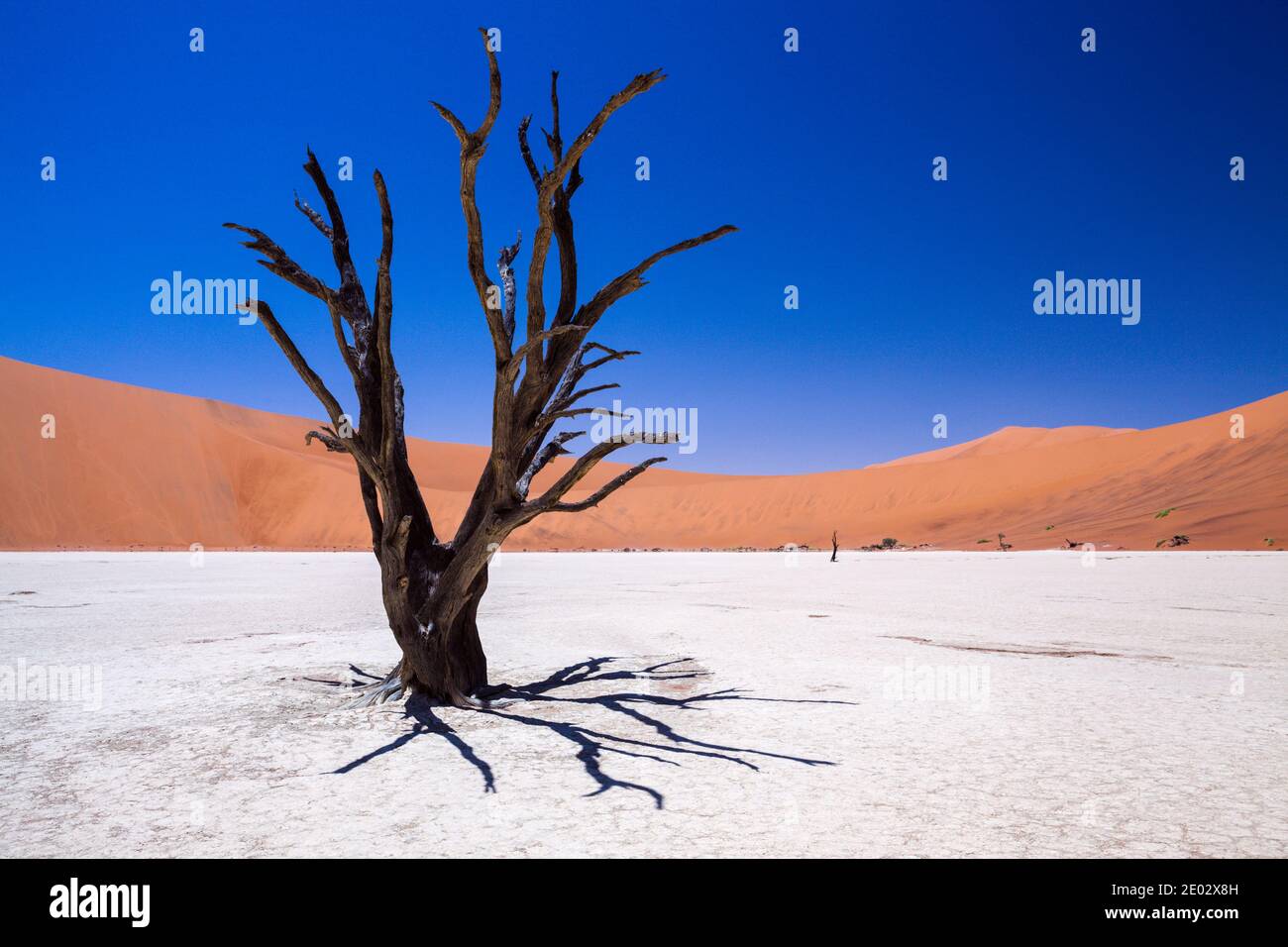 Árboles muertos de acacia en Deadvlei Pan, Parque Namib Naukluft, Namibia Foto de stock