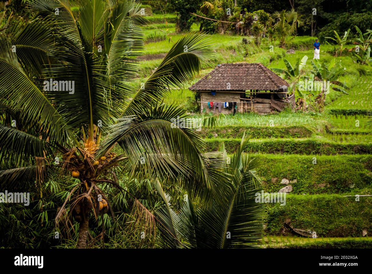 Una casa de granjero en Jatiluwih Rice Terrace Foto de stock