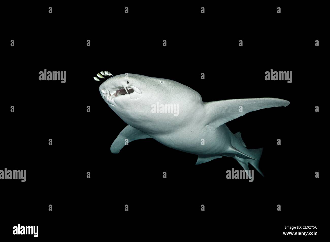 Tiburón Nodriza Por La Noche, Nebrio Ferrugineus, Atolón Felidhu, Océano Índico, Maldivas Foto de stock