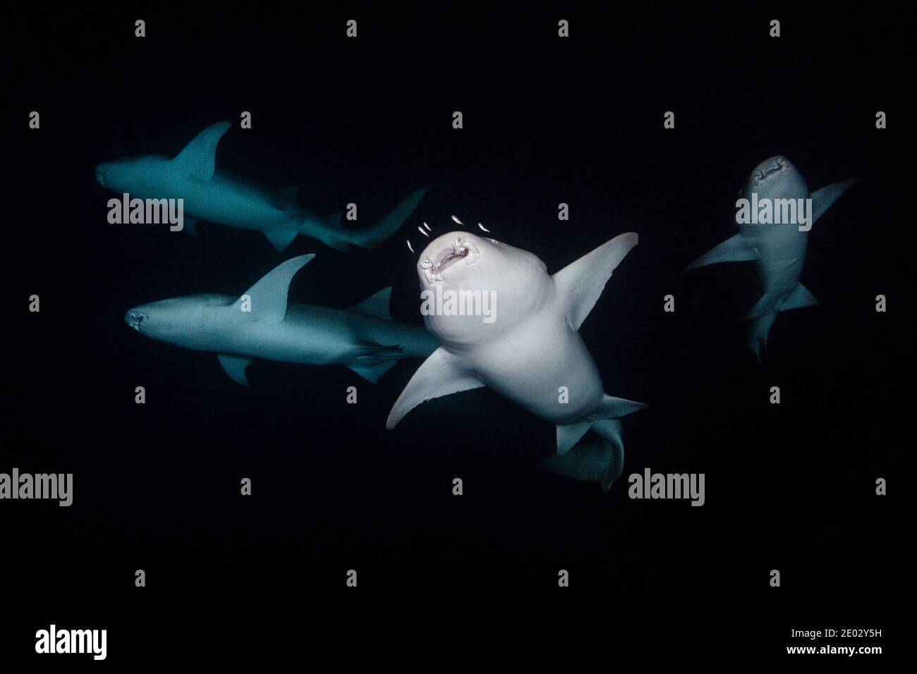 Tiburón Nodriza Por La Noche, Nebrio Ferrugineus, Atolón Felidhu, Océano Índico, Maldivas Foto de stock