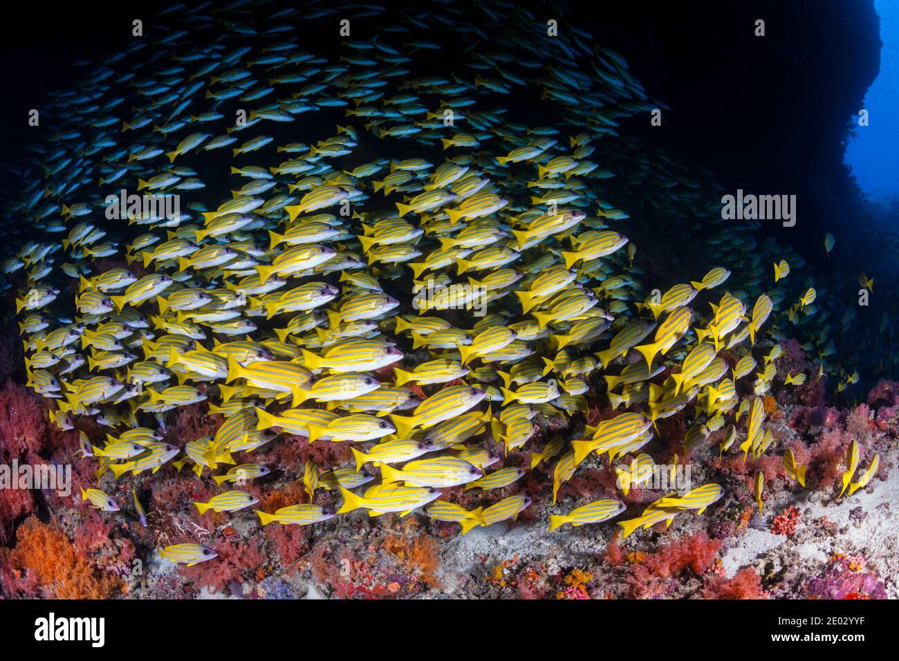 Cardumen de pargos Bluestripe, Lutjanus kasmira, Ari Atoll, Maldivas, Océano Índico Foto de stock