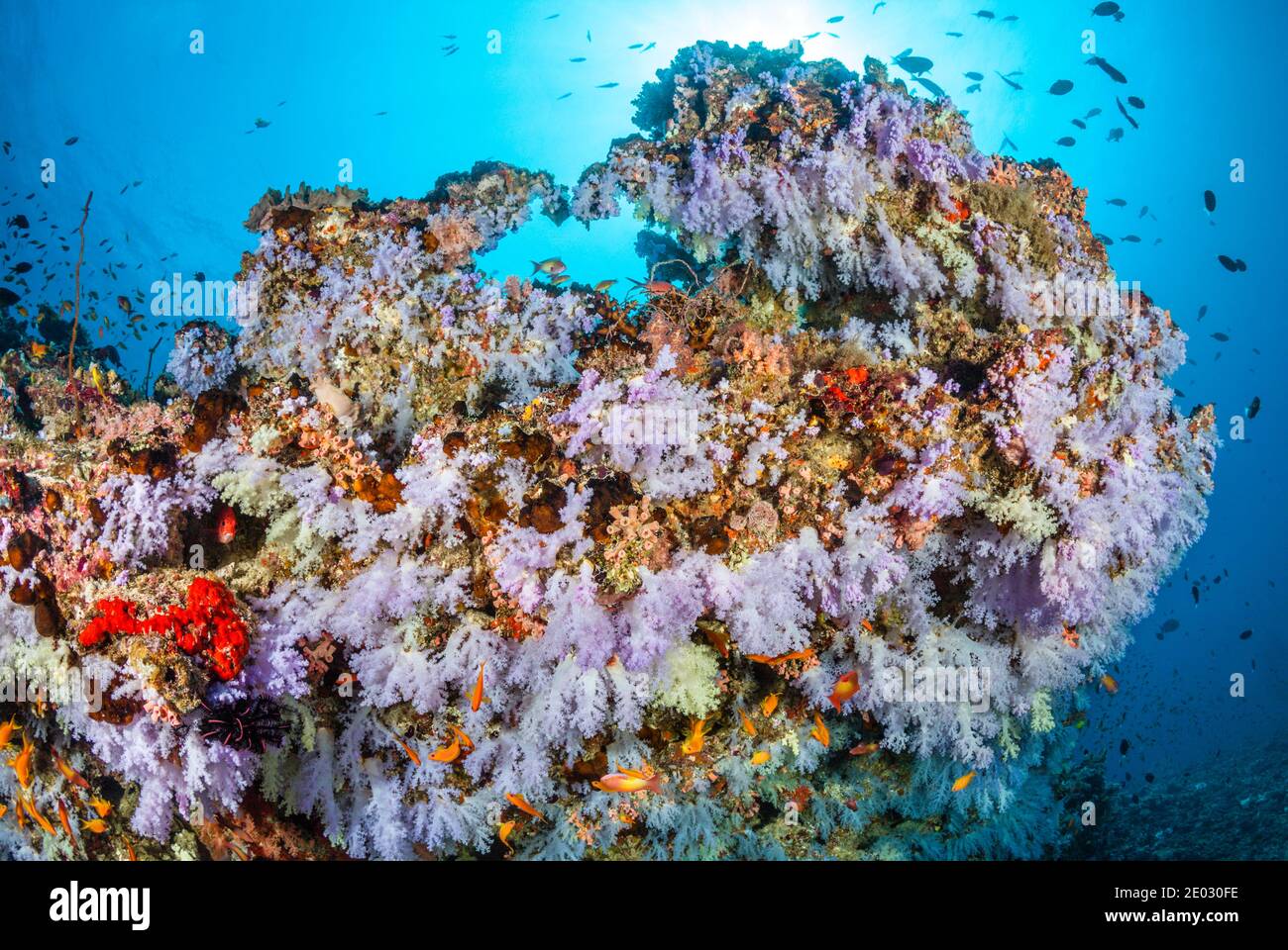 Arrecifes de coral coloreados, Ari Atoll, Maldivas, Océano Índico Foto de stock