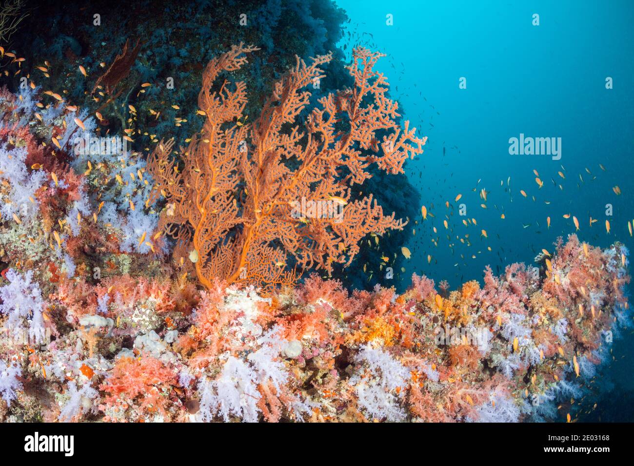 Arrecife de coral de colores, Atolón de Felidhu, Océano Índico, Maldivas Foto de stock