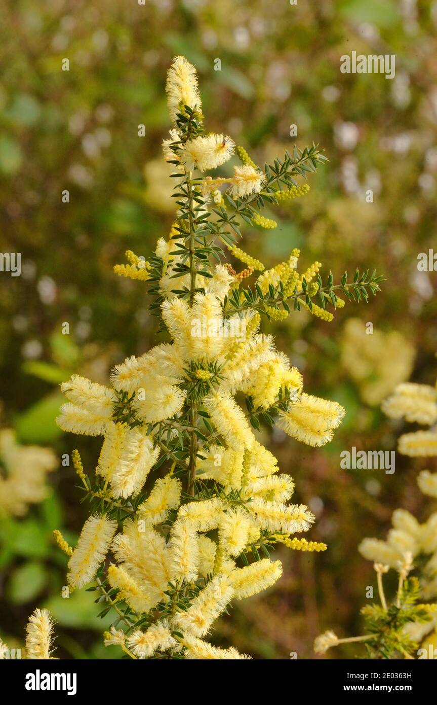 Espinoso Moses Acacia verticillata Mimosaceae fotografiado en Tasmania, Australia Foto de stock
