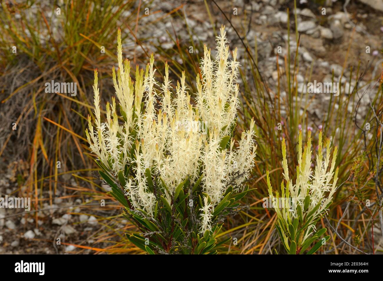 Fragante Candlebush Agastachys odorata PROTEACEAE endémica de Tasmania, Australia Foto de stock