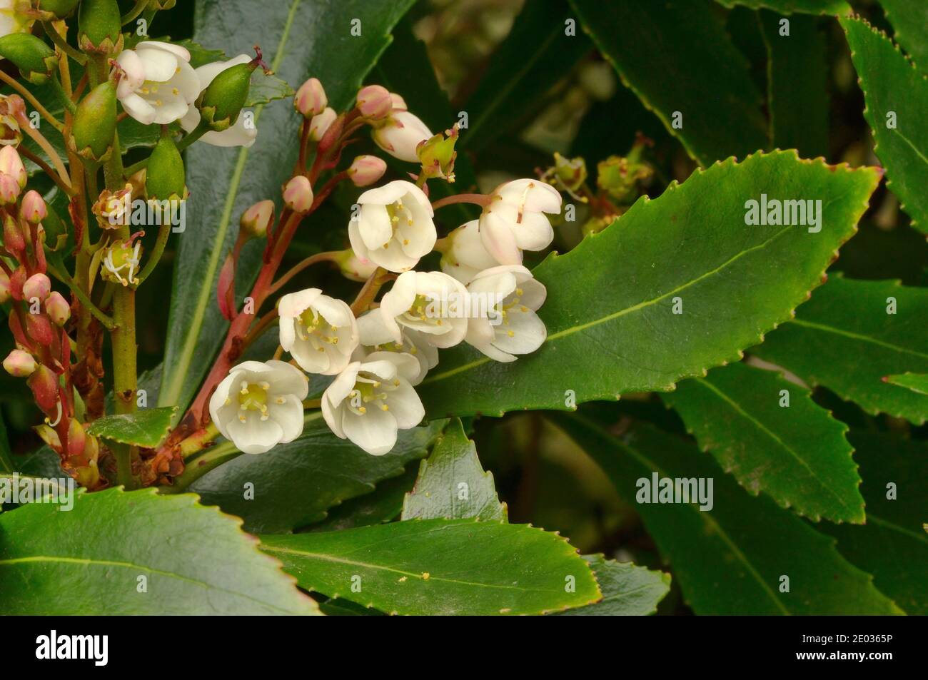 Tasmanian Laurel Anopterus glandulosus Escalloniaceae fotografiado en Tasmania, Australia Foto de stock