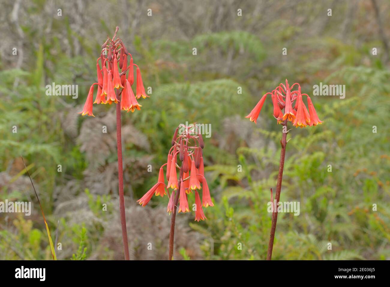 Tasmanian Christmas Bells Blandfordia punicea Liliaceae fotografiada en South Bruny Island, Tasmania, Australia Foto de stock