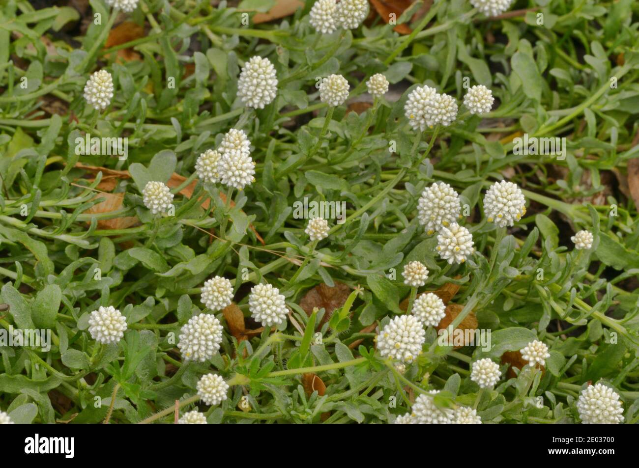 Cabeza de Belleza Láctea Calocephalus lacteus Asteraceae fotografiada en Tasmania, Australia Foto de stock