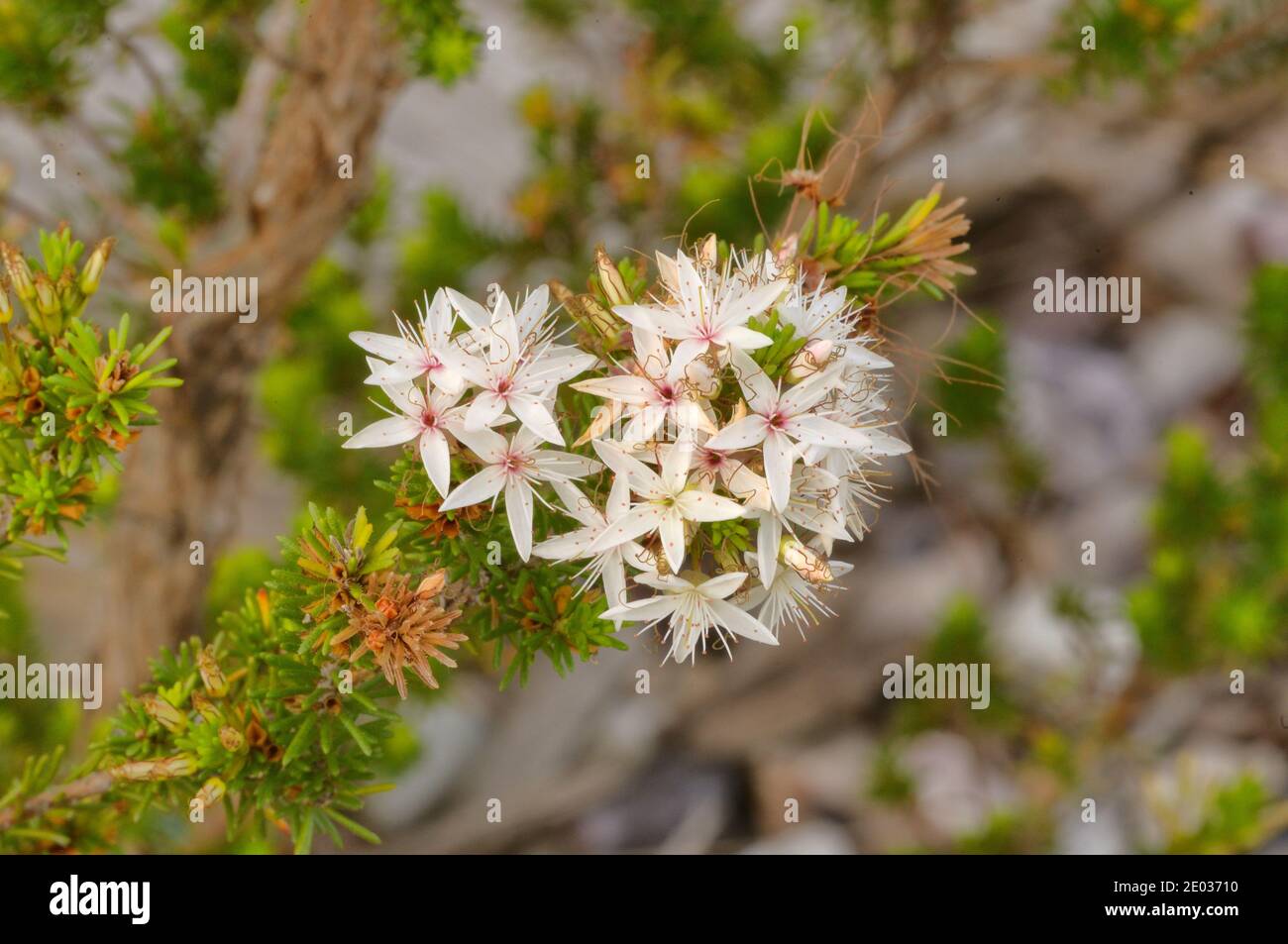 Fringemyrtle Calytrix tetragona Myrtaceae fotografiada en Tasmania, Australia Foto de stock