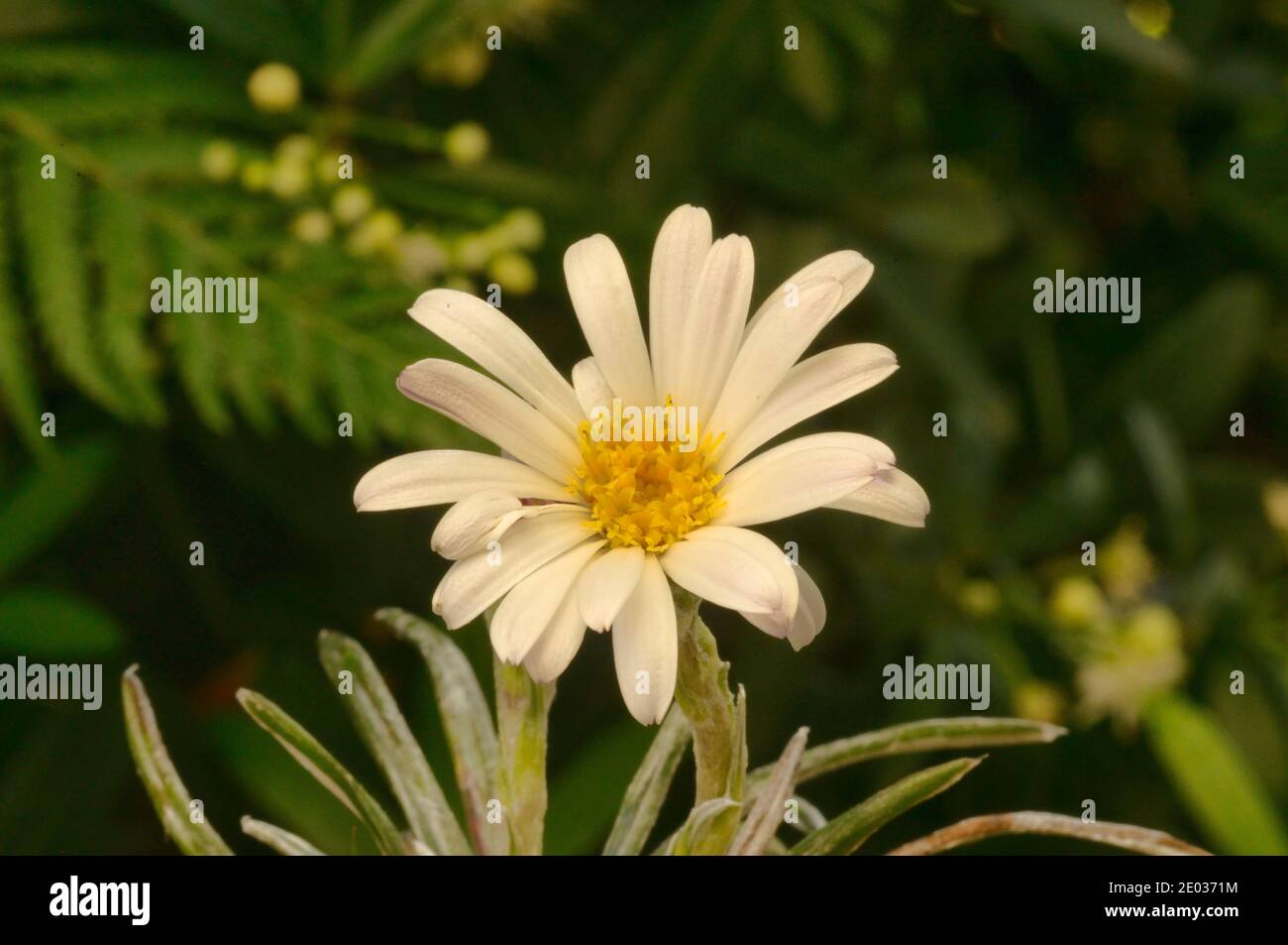 Silver Snow Daisy Celmisia asteliifolia Asteraceae fotografiada en Tasmania, Australia Foto de stock