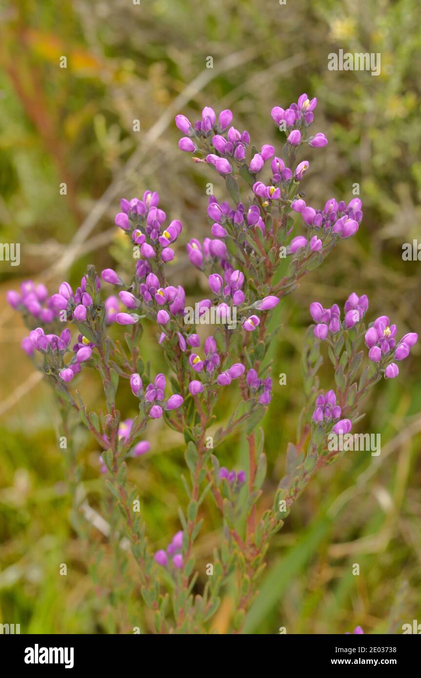Púrpura Milkwort Comesperma retusum Polygalaceae fotografiada en Tasmania, Australia Foto de stock