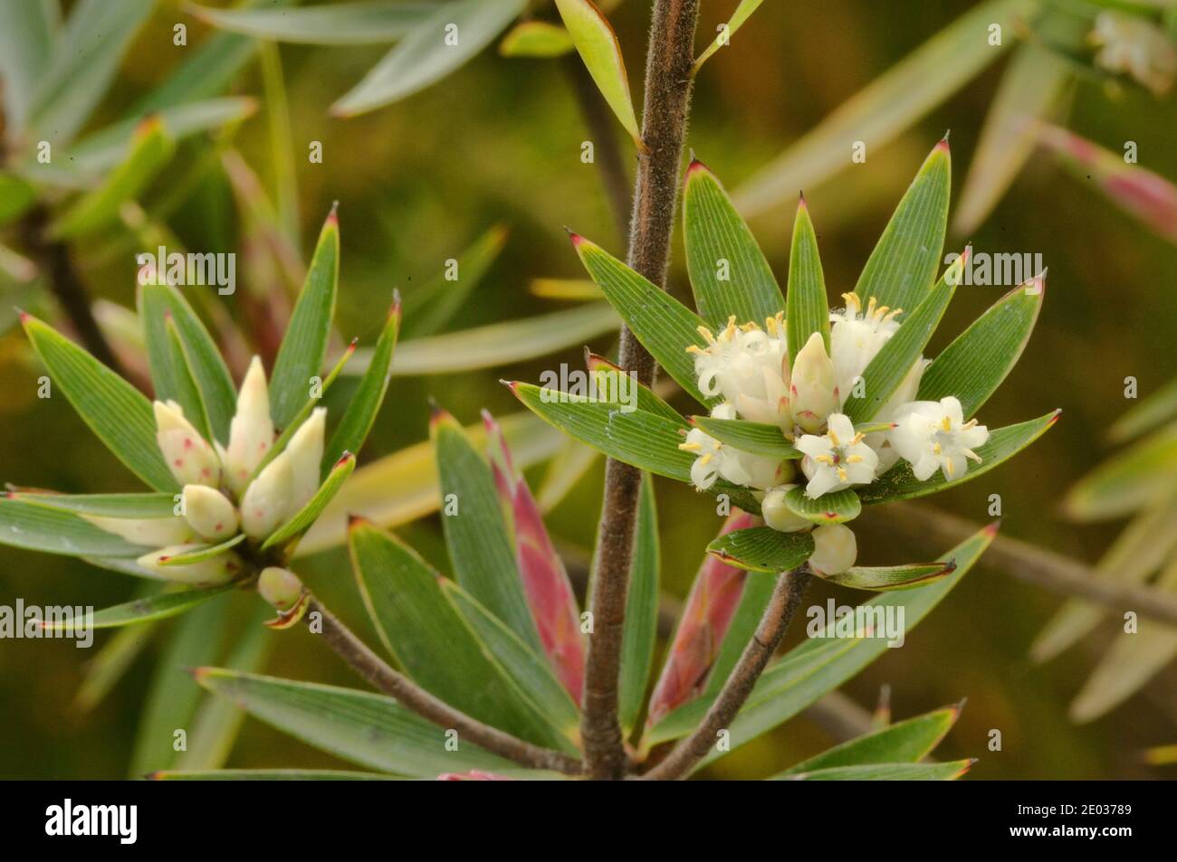 Ciathodes de arándanos altos platystoma epacridiaceae endémica de Tasmania, Australia Foto de stock