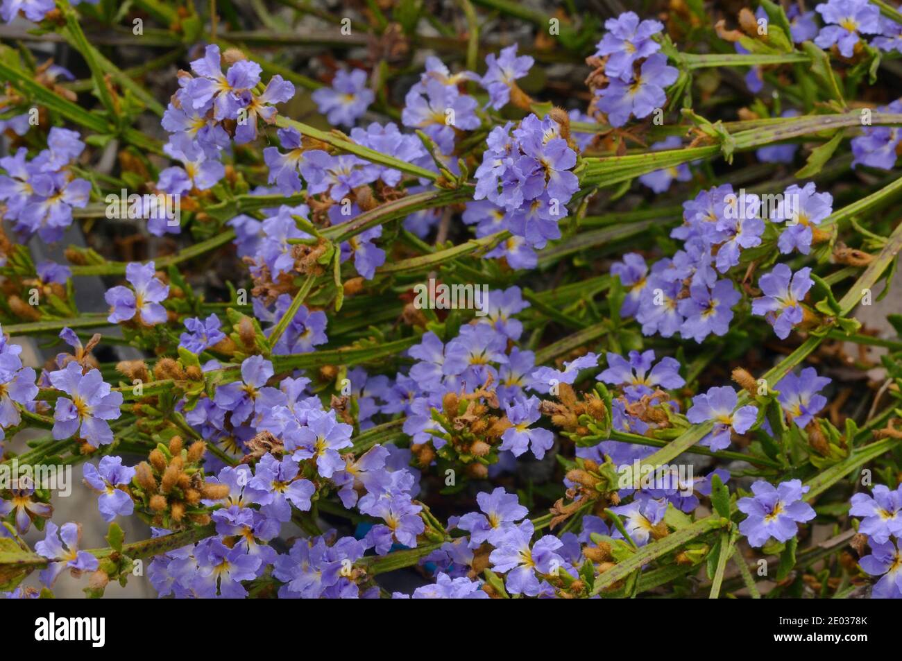 Dampiera azul Dampiera stricata Goodeniaceae fotografiada en Tasmania, Australia Foto de stock