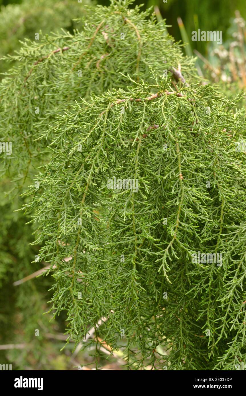 Pino de Cheshunt Diselma archeri Cupressaceae endémica de Tasmania, Australia Foto de stock