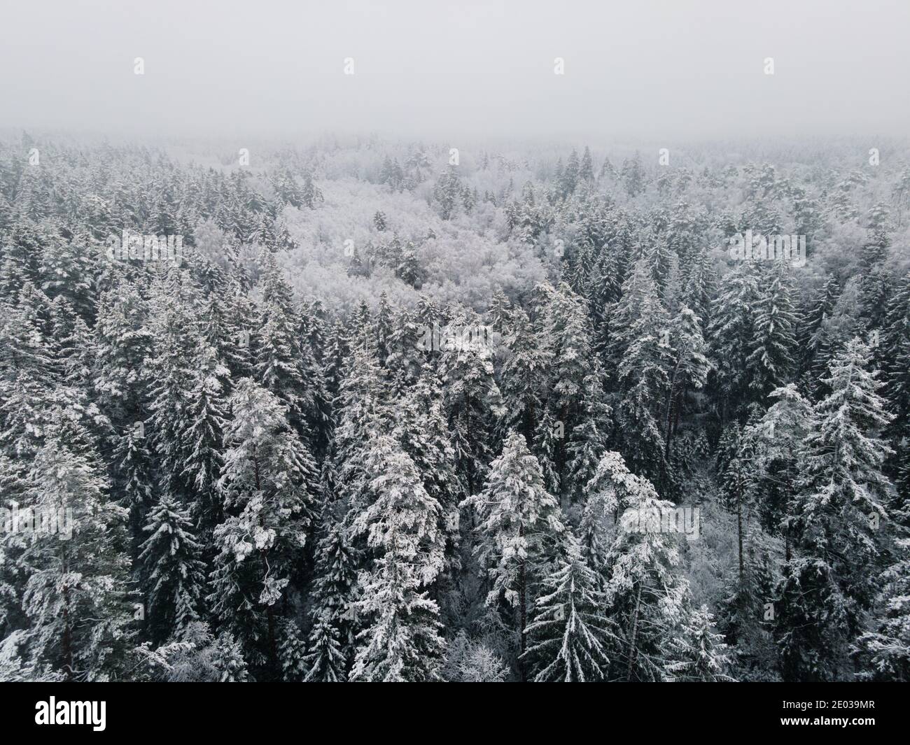Bosque de picea arriba abajo pájaros vista. Paisaje invernal desde arriba. Tiro de drone de árbol cubierto de nieve Foto de stock