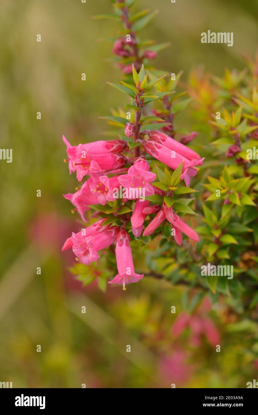 Común Heath Epacris impressa Epacridaceae fotografiado en Tasmania, Australia Foto de stock