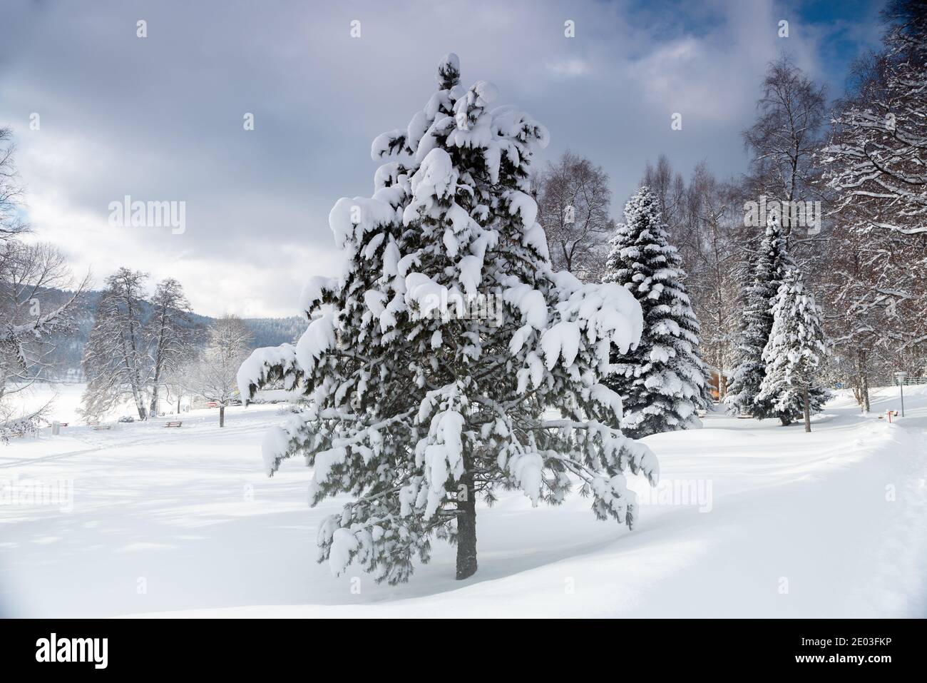Cierre de pino cubierto de nieve cerca de casa de camping Foto de stock