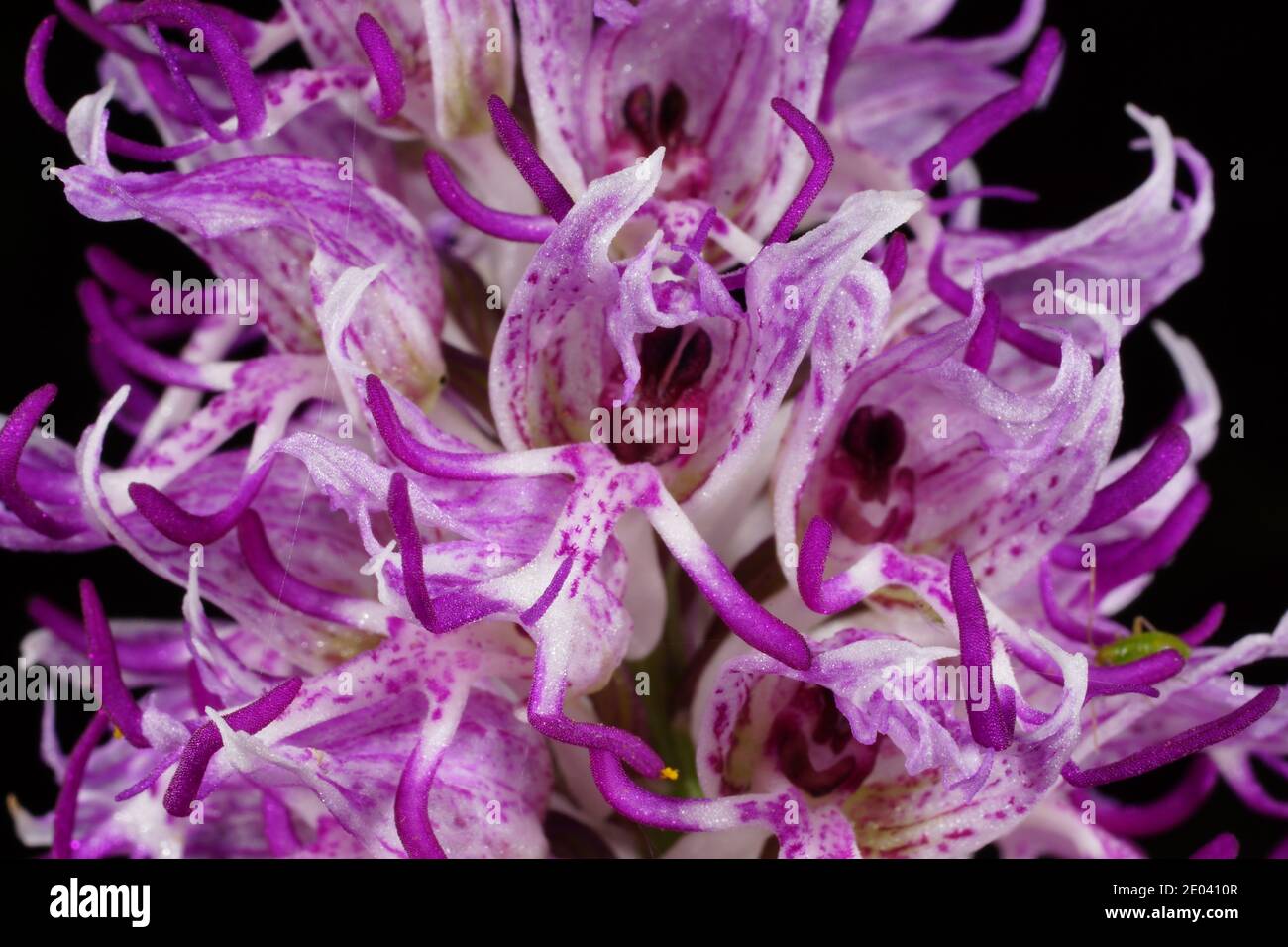 Flor púrpura-blanca de Orchis simia, la orquídea mono, orquídea  primavera-floración del Mediterráneo, en el hábitat natural de Creta,  primer plano con negro Fotografía de stock - Alamy